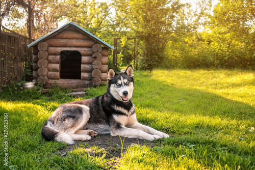 Husky is resting at the kennel photo