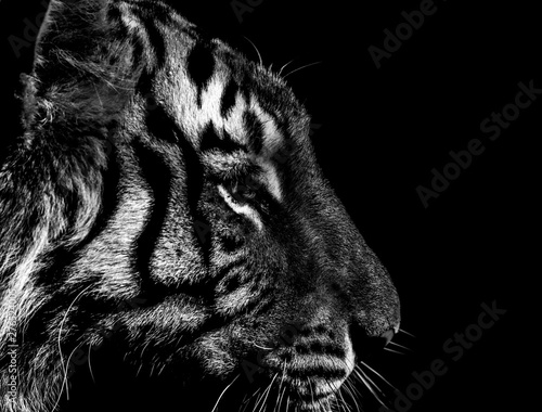black and white tiger portrait in detail 