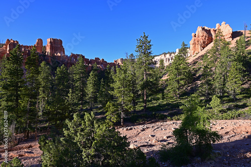 The fir trees and eroded rock formations along the Navajo Loop Trail in Bryce Canyon National, Utah.
