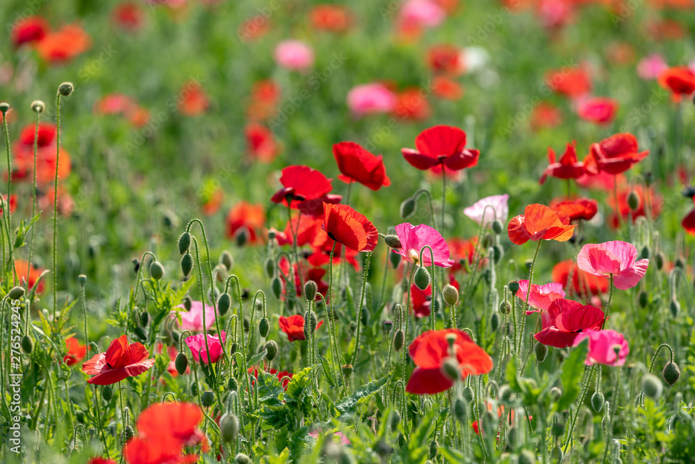 Red flower of corn poppy, Papaver rhoeas