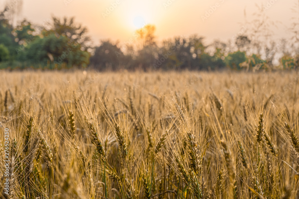 Fototapeta premium wheat field at sunset