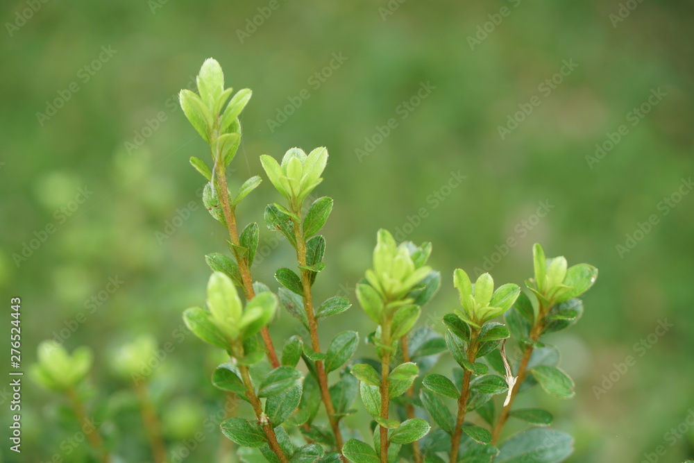 新芽 新芽