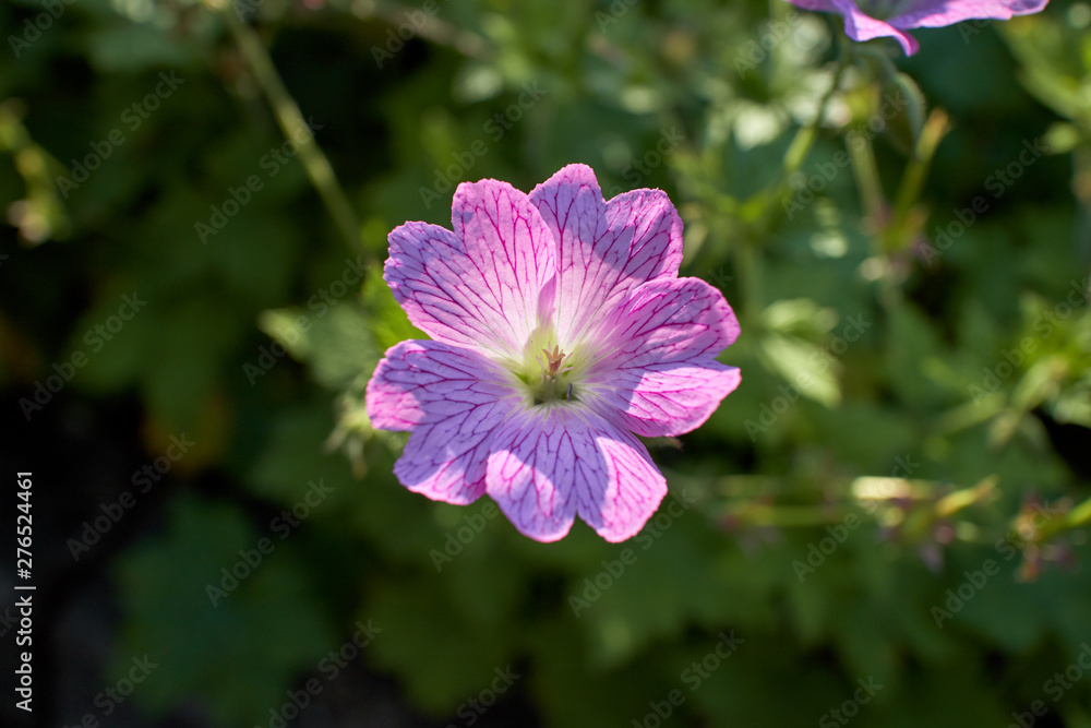 Beautiful pink Geranium ‘Druce’s Cranesbill’ blooming on a summer’s day. Beautiful pink Geranium ‘Druce’s Cranesbill’ blooming on a summer’s day.