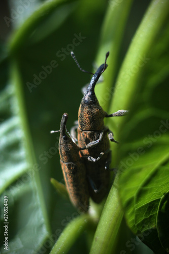 weevil on leaf © Артем Гатин