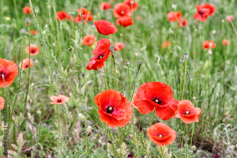Naklejka premium blooming red poppies in green grass