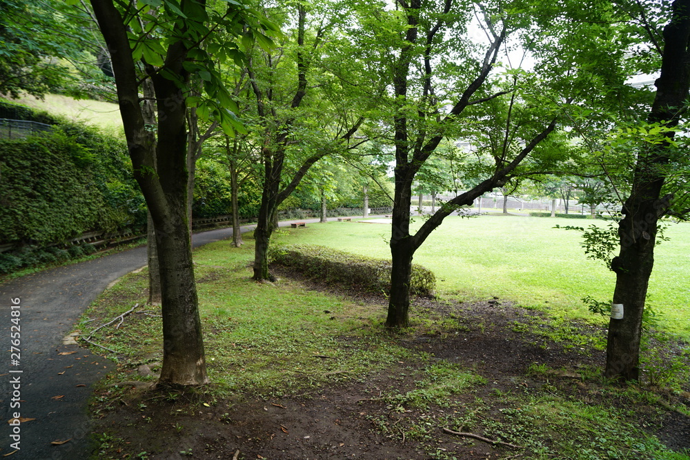 Fototapeta premium 公園