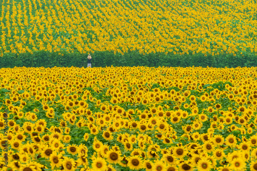 Obraz premium まんのう中山ひまわり団地