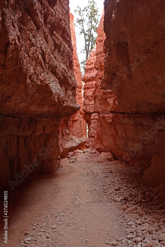The Wall Street section of the Navajo Loop Trail in Bryce Canyon. National Park, Utah.