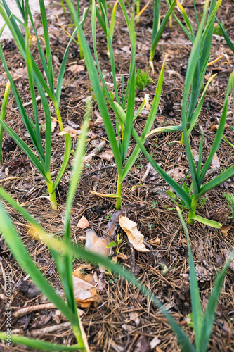 Young garlic in the garden mulching needles with cones