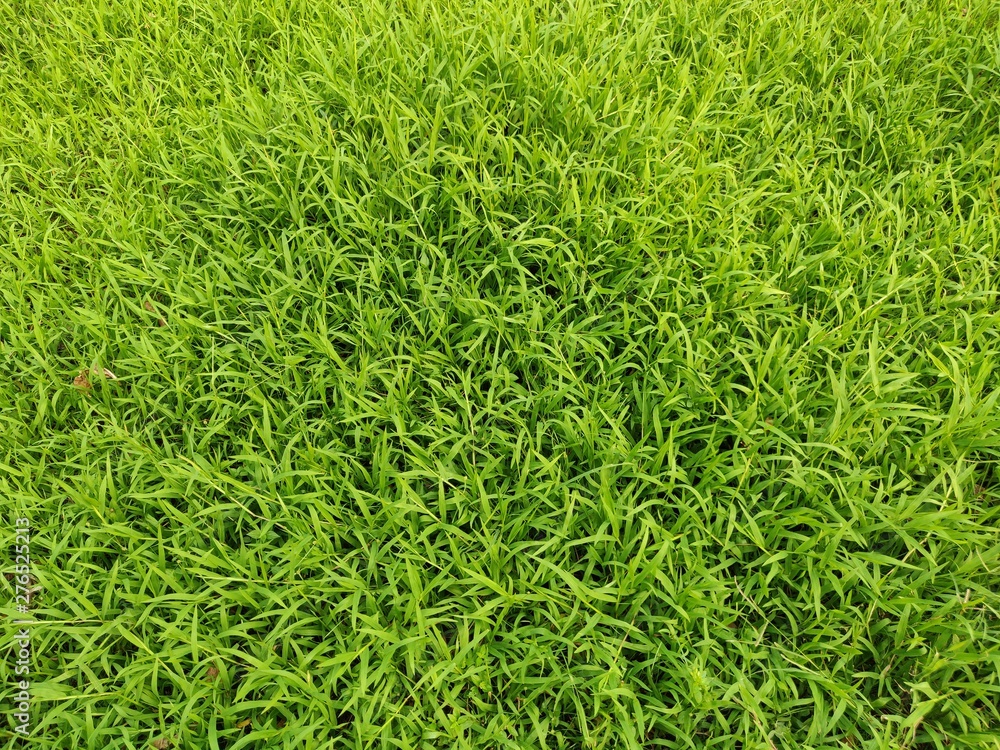 green grass background green grass background