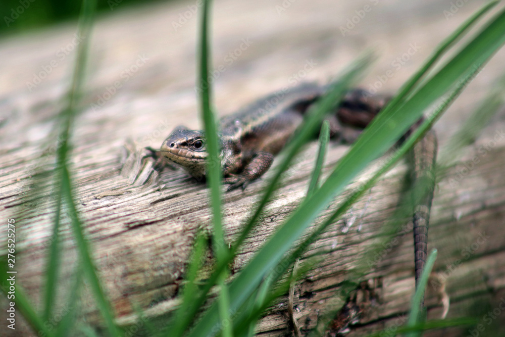 lizard on a tree