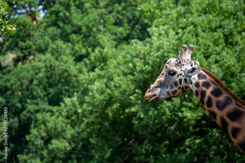 Photography portrait of giraffe in zoo