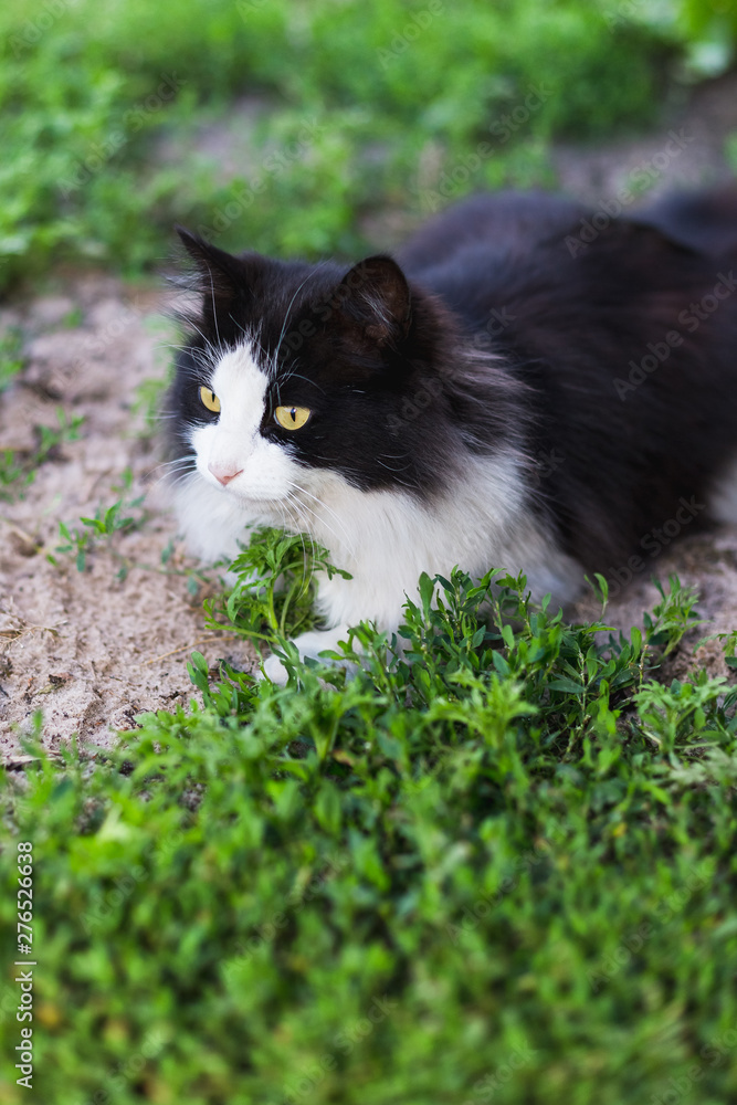 Rustic black white cat in green grass