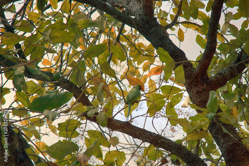 Rose-ringed Parakeet photo