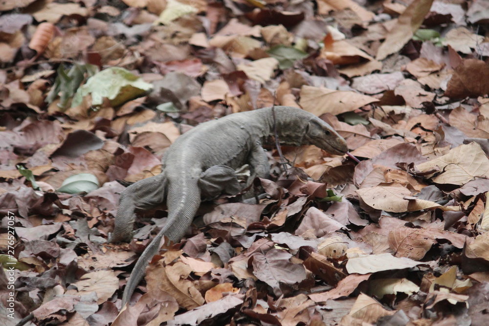 lizard in search of food lizard in search of food