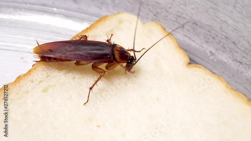 Close up of cockroach on a slice of bread