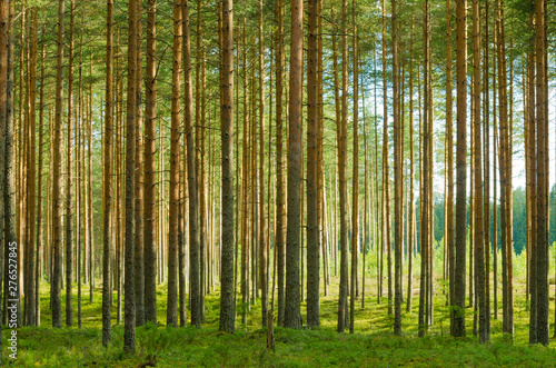 Fototapeta Naklejka Na Ścianę i Meble -  Landscape of summer pine forest