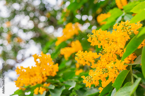 Pterocarpus macrocarpus flower