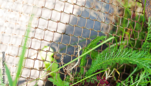 Green leaves entangled into old rusty wire mesh fence. Old rusty iron grid. Wire mesh grid texture. Grunge backdrop. Rustic textures. Shattered area