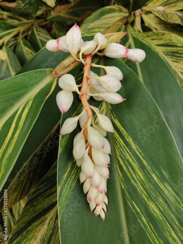 closeup of a flower