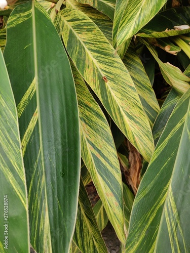 background of green leaves