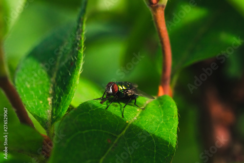 Macro photo of a fly on the grass