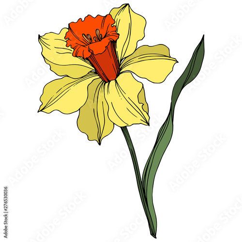 yellow daffodil flower with orange center clip art preview