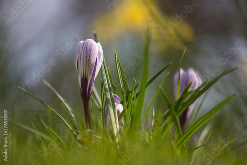 Crocus corsicus dans l'herbe au printemps photo