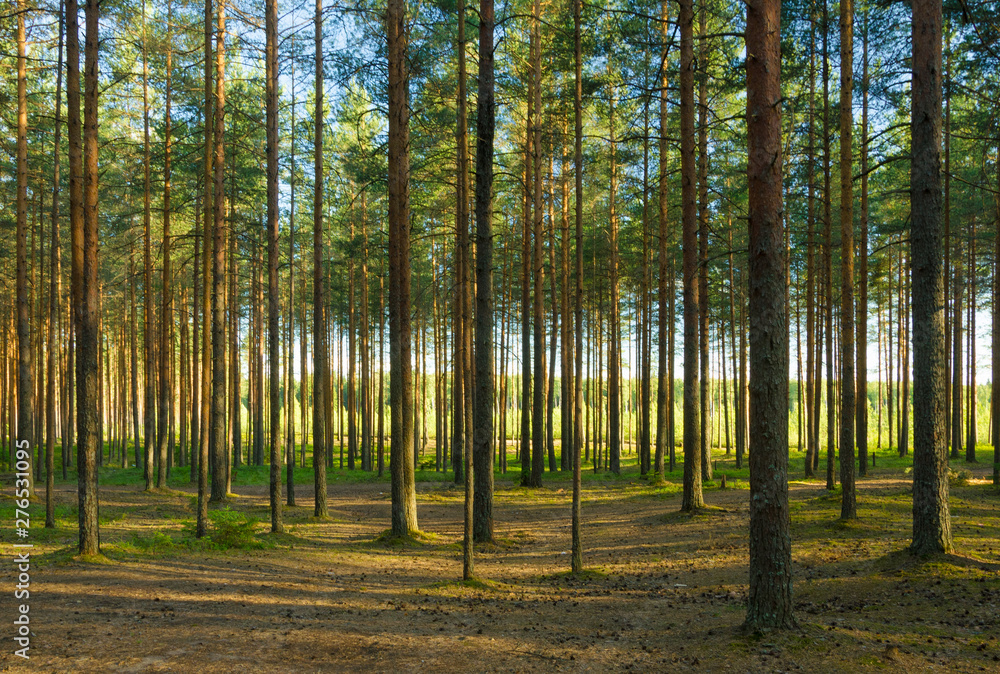 Landscape of summer pine forest Landscape of summer pine forest
