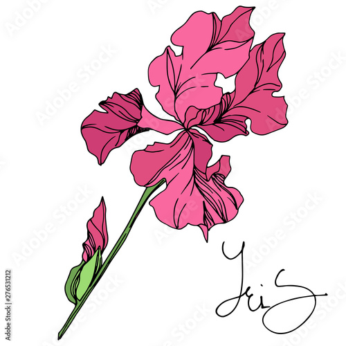 Iris floral botanical flowers. Black and white engraved ink art. Isolated irises illustration element.