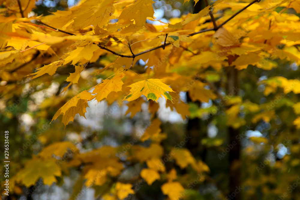 Obraz premium Seasons. Maple branch with yellow leaves on a sunny day. Close-up, empty space, horizontal. Concept of natural beauty