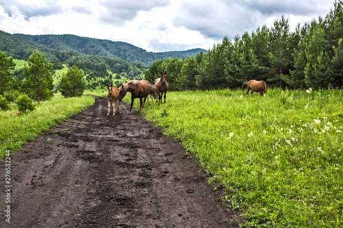 road to the mountains