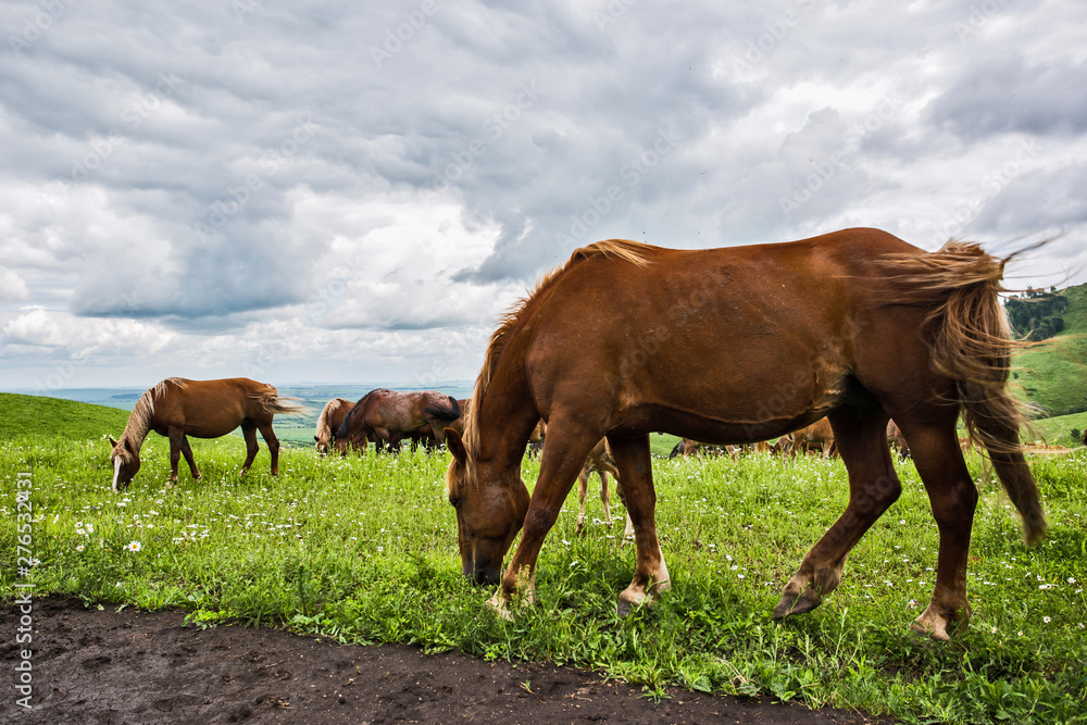 horses grazing in a meadow horses grazing in a meadow