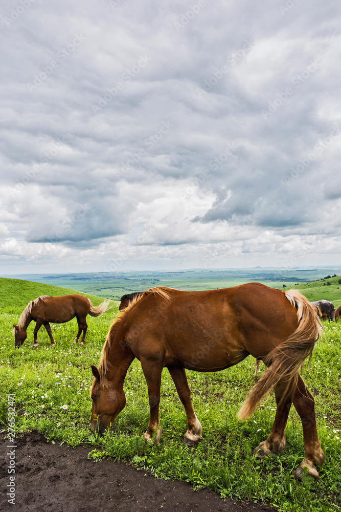 herd of horses herd of horses
