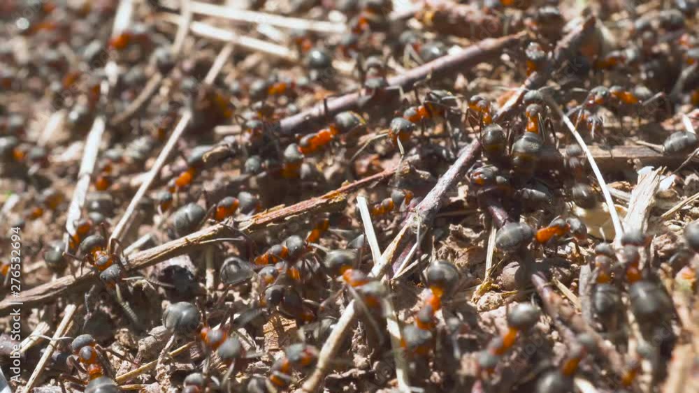 Lots of beautiful ants. Insect ant in the wild. The population of ant city. Lots of beautiful ants. Insect ant in the wild. The population of ant city.