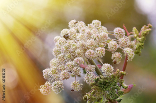 Angelica (Archangelica officinalis), umbelliferae, photo