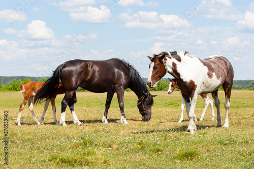 A pair of horses with foals. Beautiful horses with cubs graze on a green meadow, natural background sky clouds flowers. Farm horses in nature. Farm animals grazing