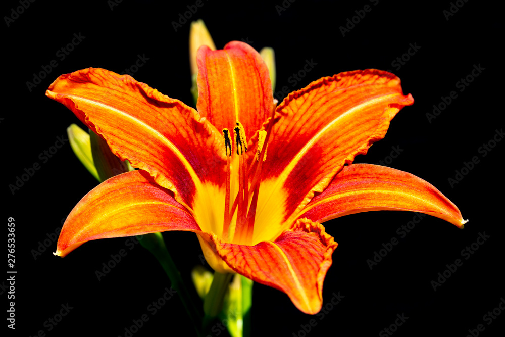 Obraz premium Hemerocallis on a black background. Daylily flower with bright orange petals and yellow middle, stamens. Close-up flower.
