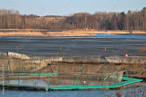 Cages for fish breeding in spring. Fish farming photo