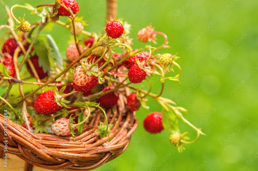 Close up. Juicy wild strawberries in a wicker basket. Green background. Copy space. Close up. Juicy wild strawberries in a wicker basket. Green background. Copy space.