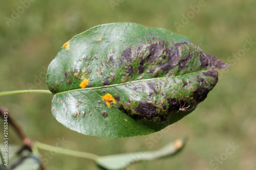 Pear leaf blister mite or Eriophyes pyri and Venturia pyrina on pear leaf photo