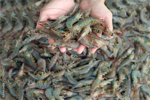 shrimp, aquaculture, farm, agriculture, hand, market, aquatic, economics, many, economy, delicious, green, white, sweet, view, order, brown, animals, export, pond, disease, revenue, gourmet, pacific, 