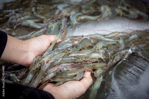 shrimp, aquaculture, farm, agriculture, hand, market, aquatic, economics, many, economy, delicious, green, white, sweet, view, order, brown, animals, export, pond, disease, revenue, gourmet, pacific, 