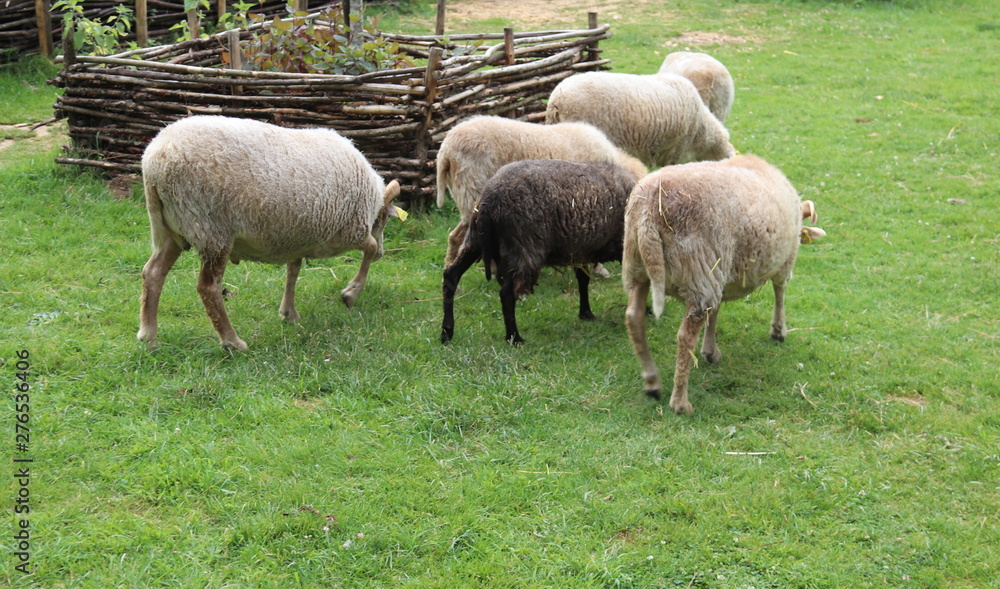 Moutons dans un enclos en Bourgogne
