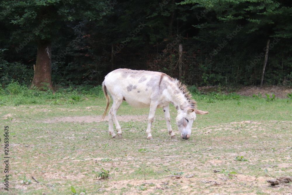 Fototapeta premium Ane blanc dans un champs en Bourgogne