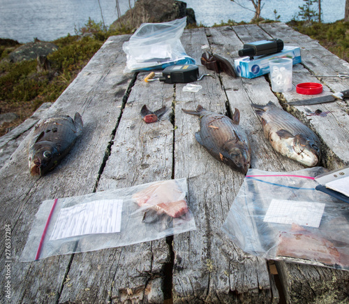 Ichthyological field studies photo