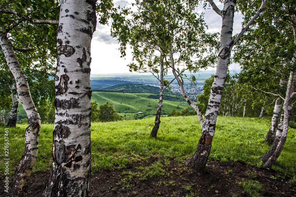 Fototapeta premium birch in the mountains