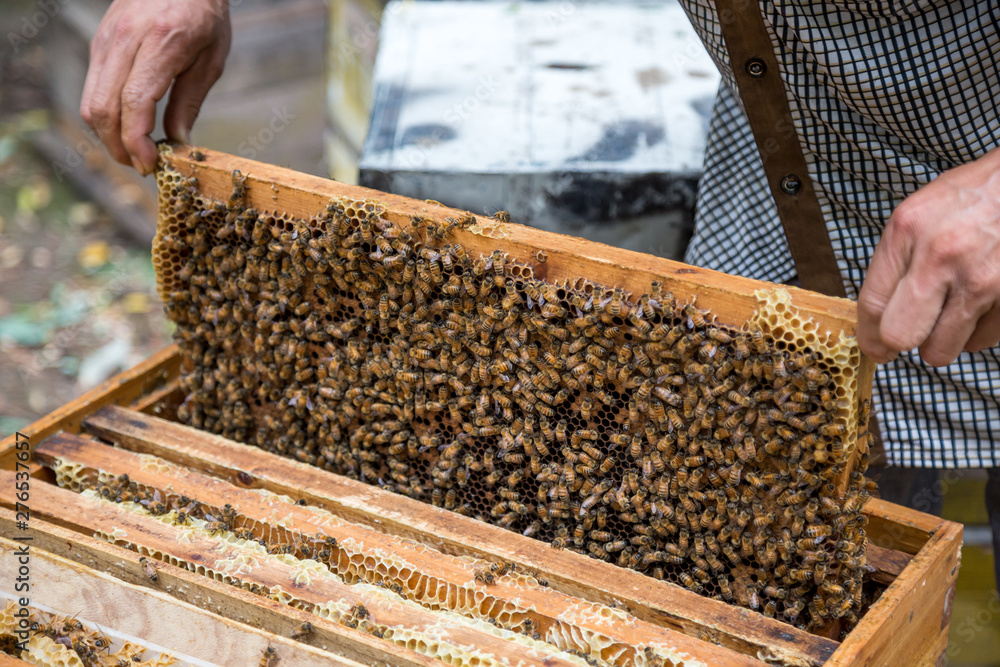 Beekeeper and bees on honeycomb. Beekeeper holding a honeycomb full of bees. Beekeeper and bees on honeycomb. Beekeeper holding a honeycomb full of bees.