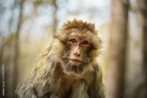 portrait d'un singe © JEREM