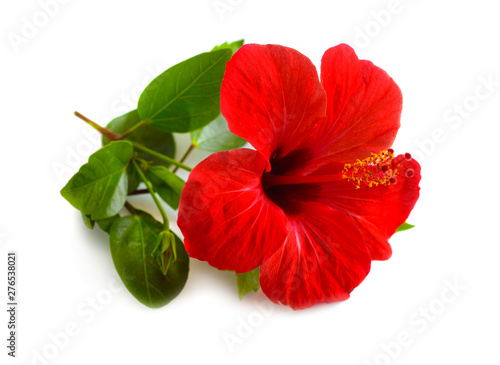 Fototapeta Naklejka Na Ścianę i Meble -  Red Hibiscus known as rose mallow. Other names include hardy hibiscus, rose of sharon, and tropical hibiscus. Isolated